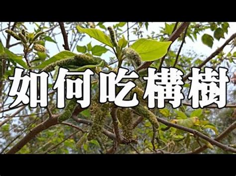 構樹葉的功效|構樹,構樹的功效與作用